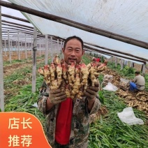 安丘红芽嫩姜，红芽姜，仔姜，一手货源价格便宜，全国物流