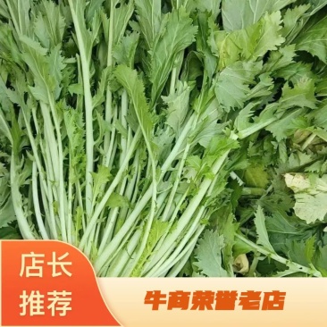亳州雪里红精品雪里红原产地大量上市现挖现发