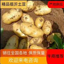 山东沂蒙山精品土豆，黄皮黄心，大量出售中，欢迎选购