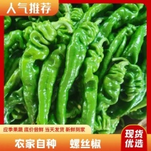 精品螺丝椒供应电商市场商超湛江鲜辣椒大量供应来电合作