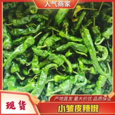 新苗小皱皮辣椒湛江徐闻发货多年代办价格优惠服务到位