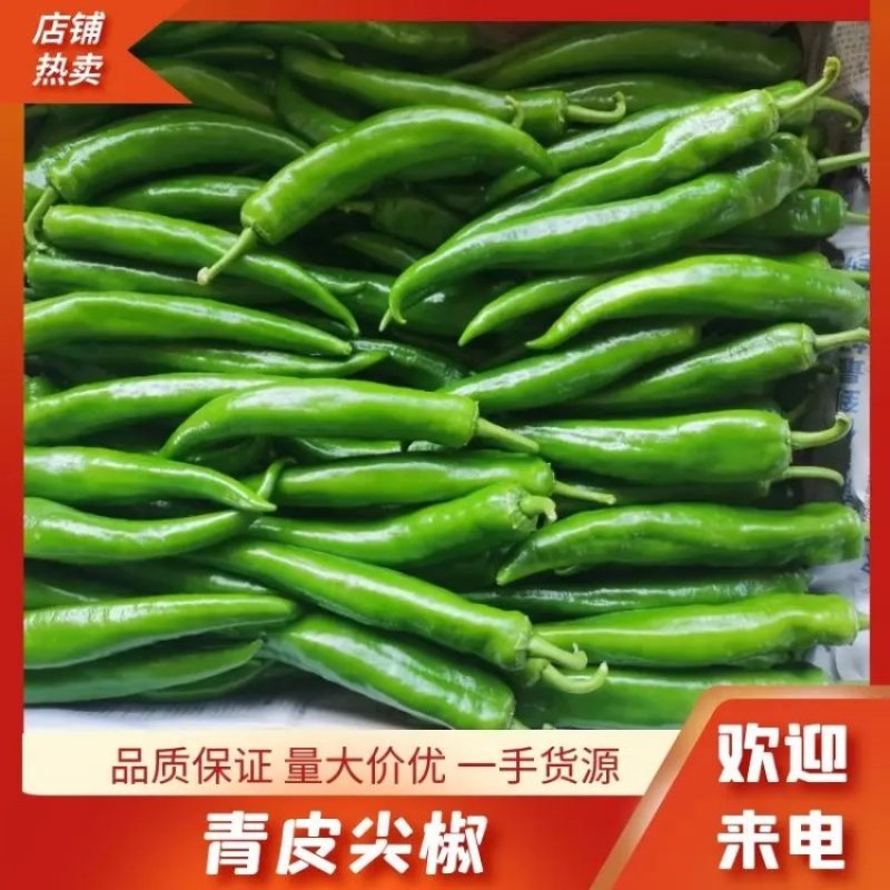 青皮尖椒泡椒辣椒品种多规格全来电订货全国合作
