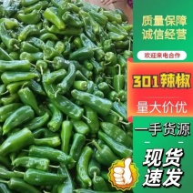 徐闻精品301泡椒鲜辣椒电商超市市场规格齐全价格优惠