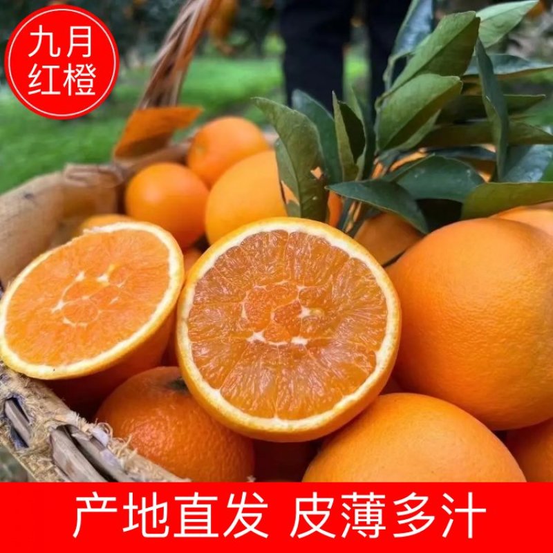 【湖北果冻橙】九月红橙现摘现发皮薄多汁入口化渣