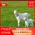 【山羊】河北波尔羊，白山羊羊羔怀孕母羊公羊各种规格