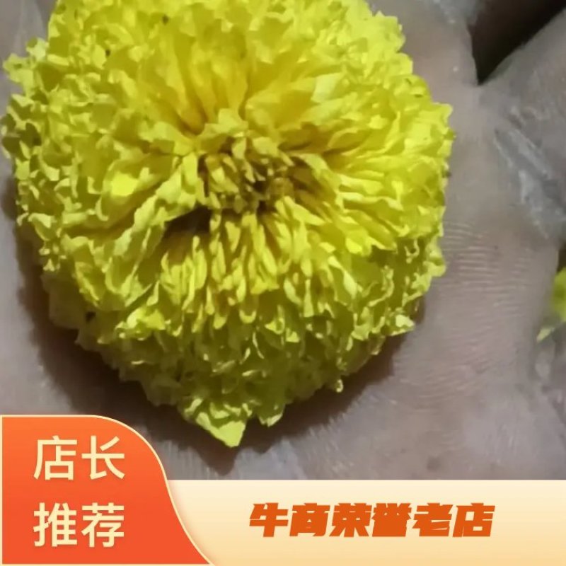 陶菊花茶