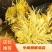 金丝黄菊罐装花