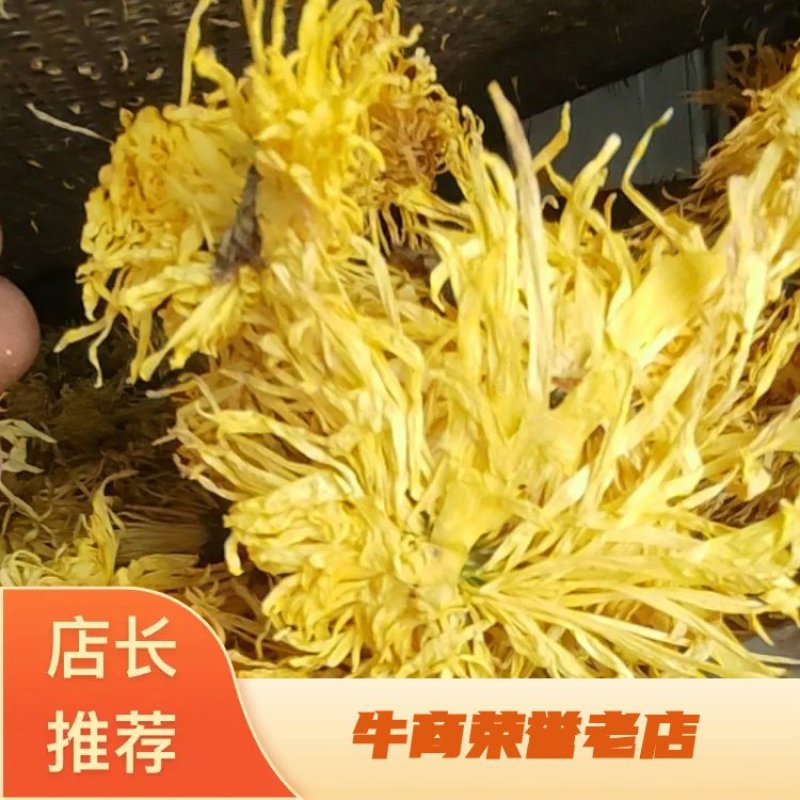 金丝黄菊罐装花