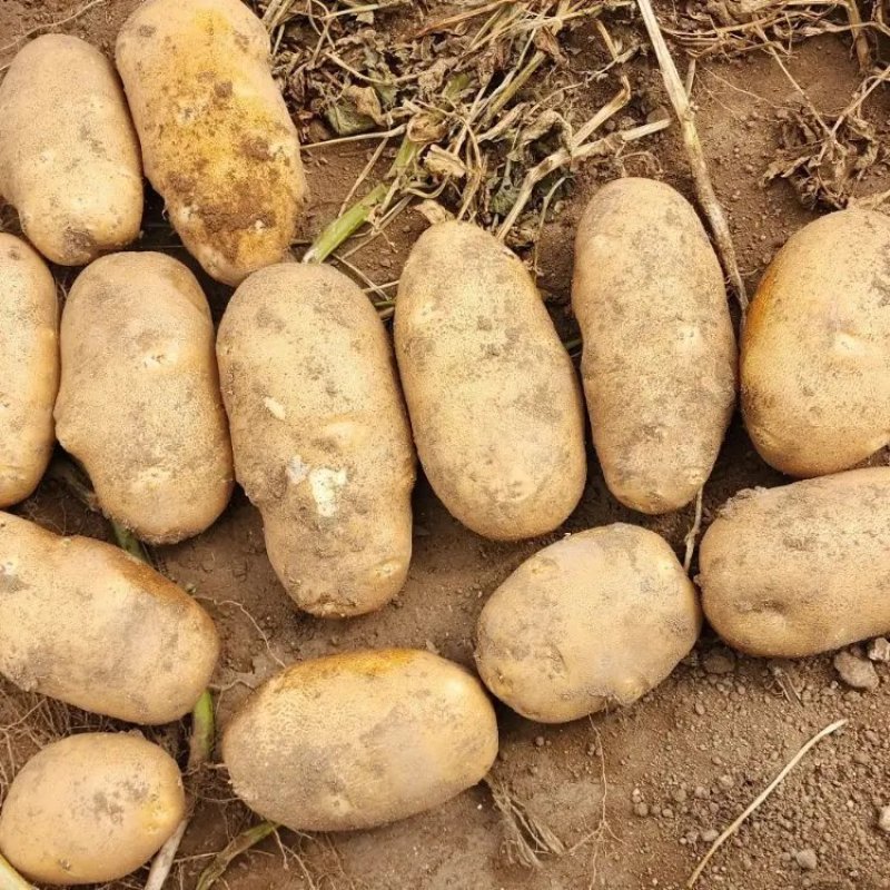 麦肯土豆大型基地产地一手货源对接大型生产厂欢迎来电