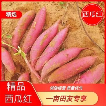 【西瓜红】精品西瓜红红薯大量上市产地直供对接电商