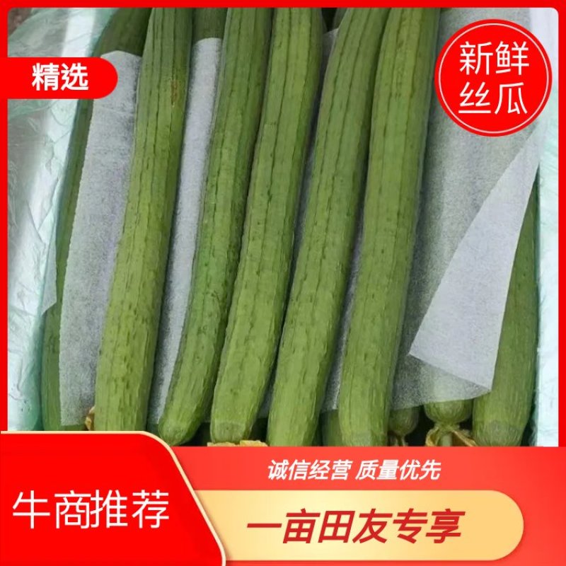 优质鲜花丝瓜，大量供应，品质保证，欢迎进店咨询采购！