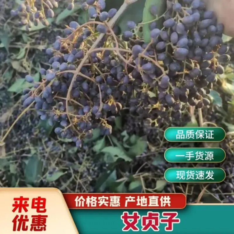 女贞子大量上市，产地直供，货源充足，质量保证