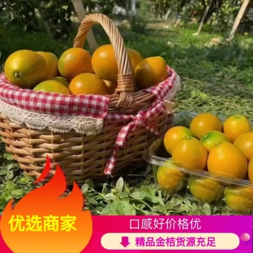 【融安金桔】精品金桔现大量上市中,广西金桔产地对接批发