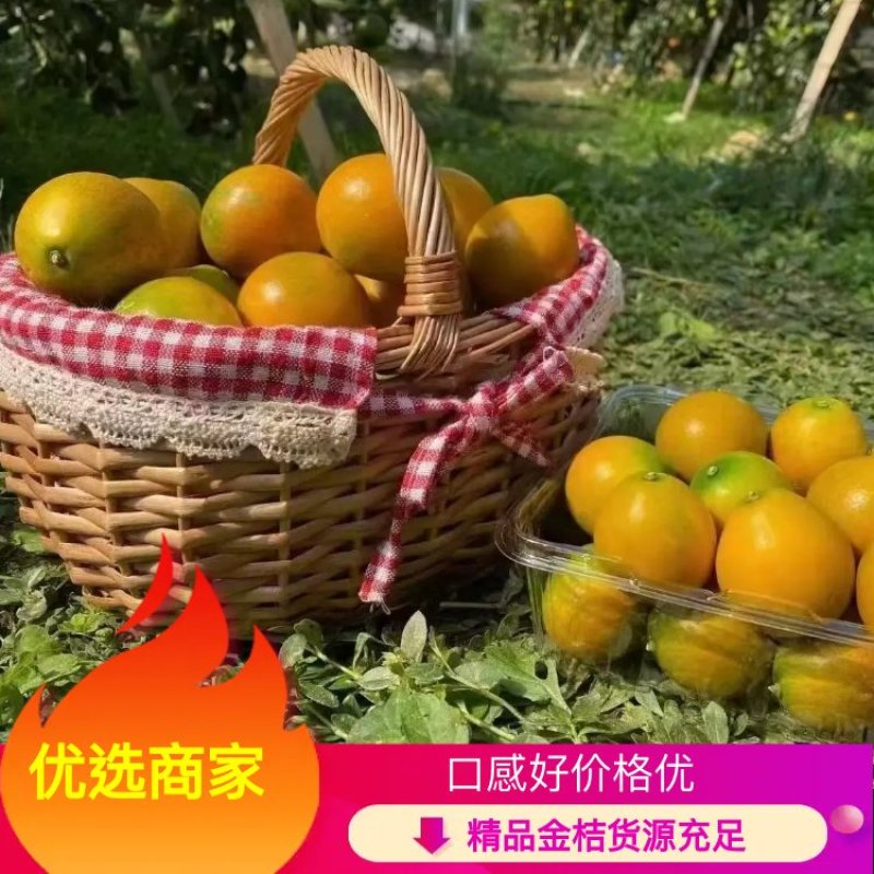 【融安金桔】精品金桔现大量上市中，广西金桔产地对接批发