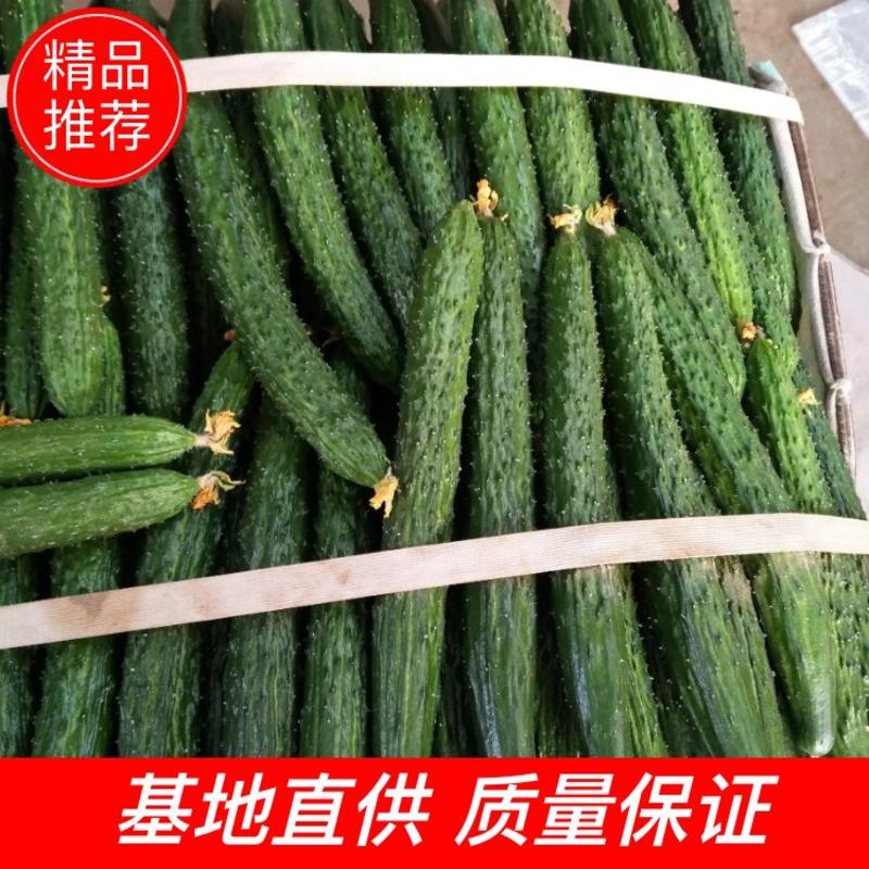 河南省内黄县黄瓜，一年四季都有货，质量保证，欢迎老板订购