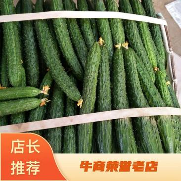 河南省内黄县黄瓜，一年四季都有货，质量保证，欢迎老板订购