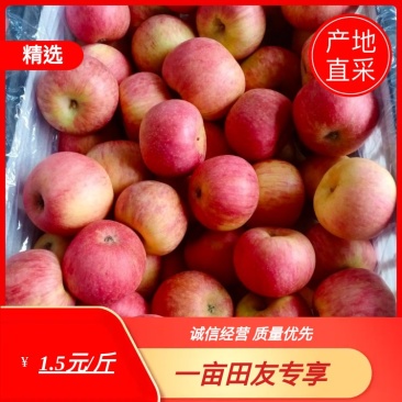 甘肃花牛苹果红富士苹果陕西红士，秦冠苹果国光黄元