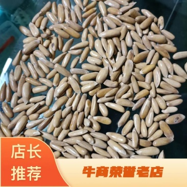 [推荐]精品巴西松子，量大从优，一手货源品质保障