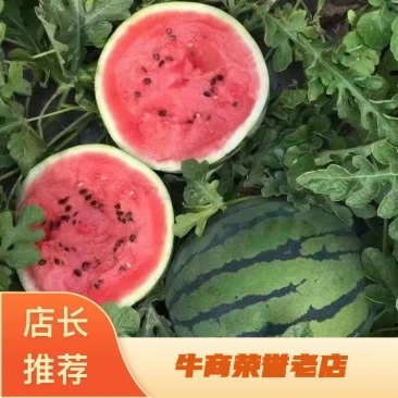 【优质种苗】8424西瓜苗湖南基地直发各类西瓜苗