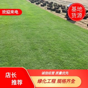 【推荐】百慕大草坪草，厂家一手货源，大量供应，欢迎来电采购