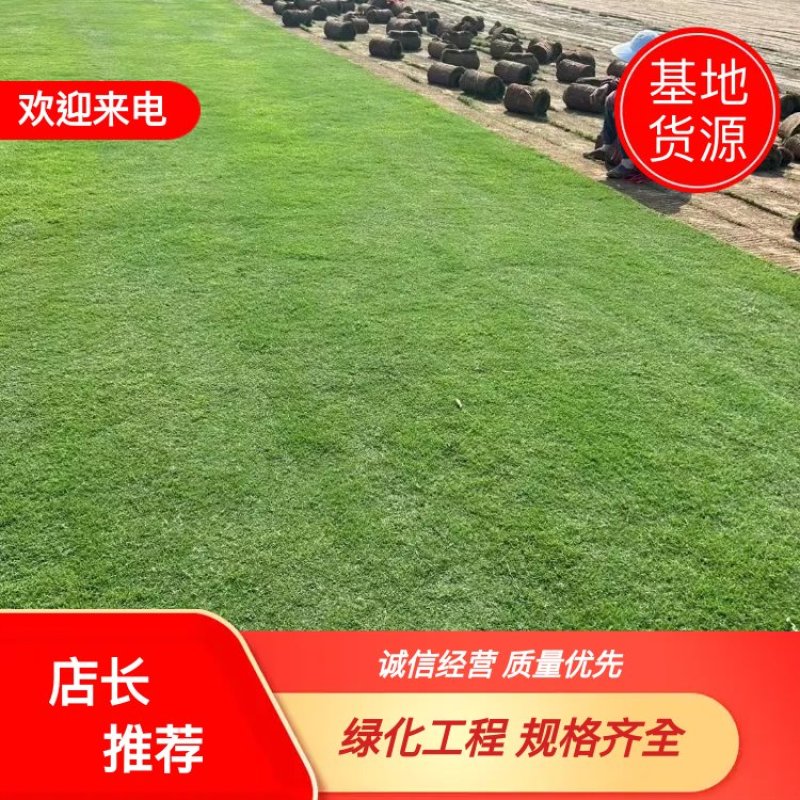 【推荐】百慕大草坪草，厂家一手货源，大量供应，欢迎来电采购