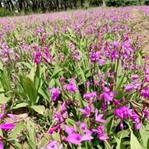 白芨鲜货露天大苗块茎种苗产地一手货源对接大型批发