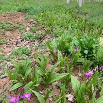 【推荐】白芨鲜货露天大苗块茎种苗基地发货对接大型采购