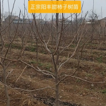 正宗阳丰甜柿子大树苗5~6年成品挂果脆柿子树欢迎来电