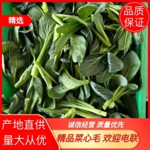 【推荐】精品菜心毛一手货源品质保证量大从优