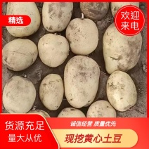 河北2-4两小土豆基地直发量大从优可长期合作欢迎老板电话联系