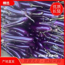 广东湛江中靓长茄子，一手货源，货源充足，量大从优
