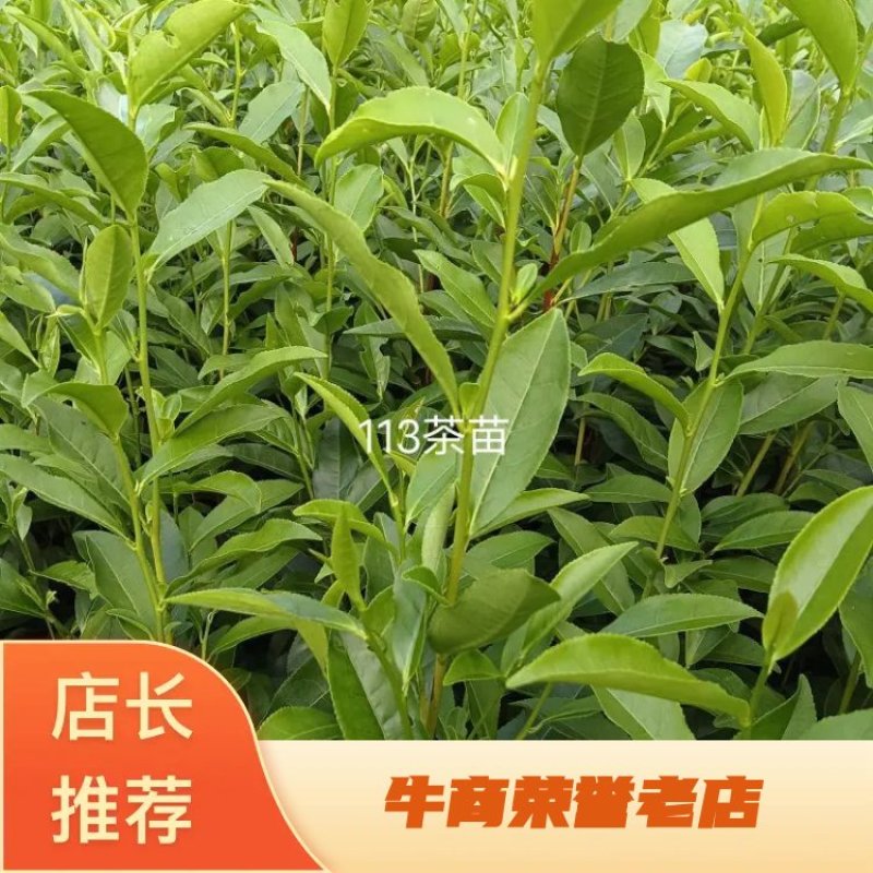 茶树苗113产地直发自家种植诚信第一欢迎来电合作