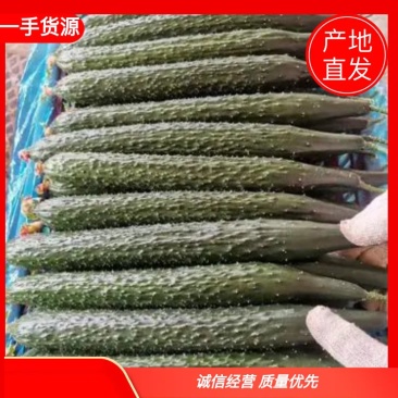 广东密刺黄瓜（青瓜)精品，电商平台，食堂新鲜一手货源直发