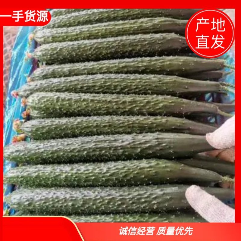 广东密刺黄瓜（青瓜)精品，电商平台，食堂新鲜一手货源直发