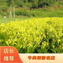 茶树苗，月黄茶树苗，黄灿灿的芽头，黄的耀眼，制作茶叶诱人清香