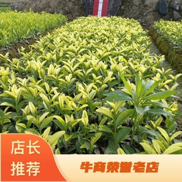 茶树苗金镶玉茶树苗，黄奶白色，绽放芽头，光泽耀眼，裁种易