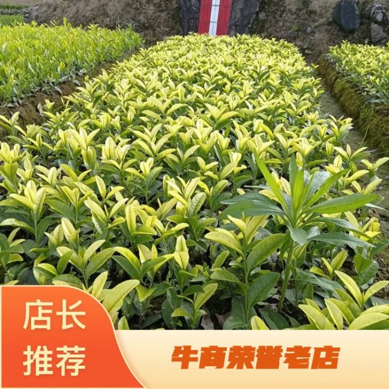 茶树苗金镶玉茶树苗，黄奶白色，绽放芽头，光泽耀眼，裁种易