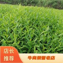 供应当年生，中茶108茶苗，品种纯正，根丝好，成活高