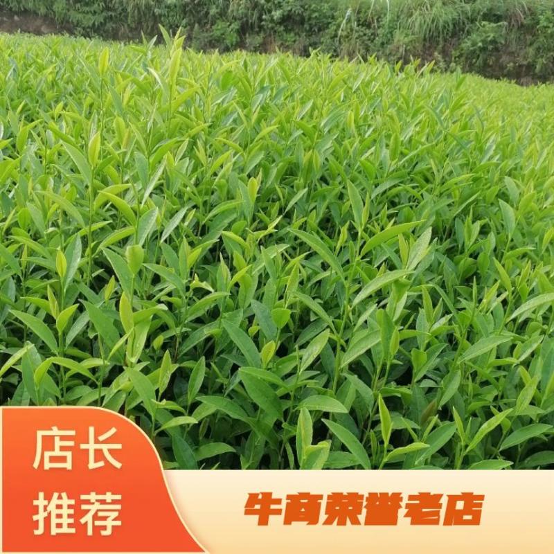 优惠供应当年生，中茶108茶苗，品种纯正，根丝好，成活高