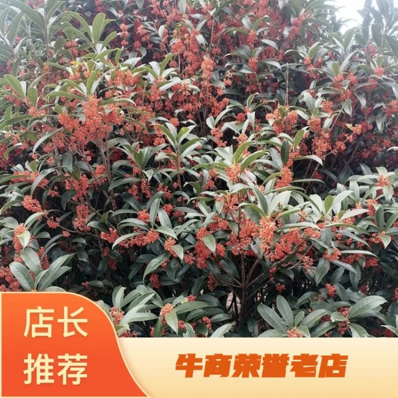 自己种桂花树，繁花似锦，开花芳香扑鼻欢迎咨询采购