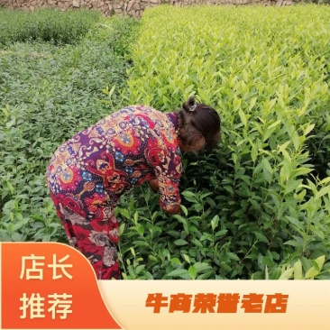 郁金香茶苗当年生良种茶苗，品种优，根丝发迖，成活率高