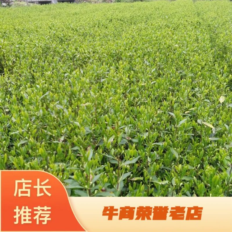113.他是炒毛尖茶的好材料，色泽翠绿，抗病性强栽种易活