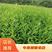 安吉白茶苗，良种茶苗，品种纯正，根系发达，成活率高