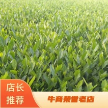 龙井43茶树苗历久弥新，型性系，当年生良种茶苗量大从优