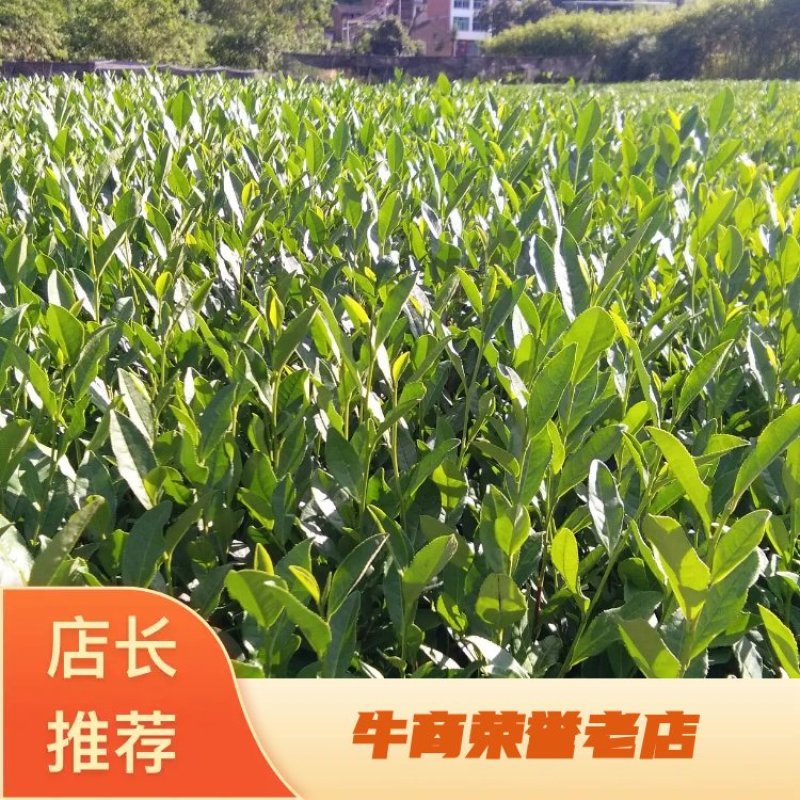 乌牛早茶苗优惠供应当年生无性系良种茶苗产地直发欢迎采购