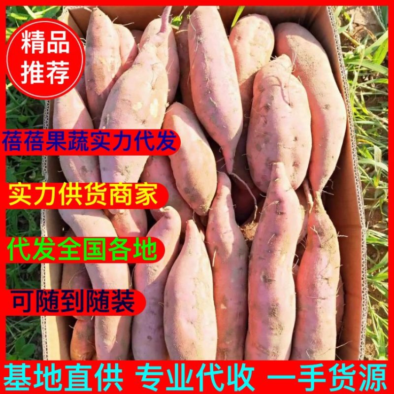 【代收代发】龙九大量供应，红薯，红薯产地直供一手货源