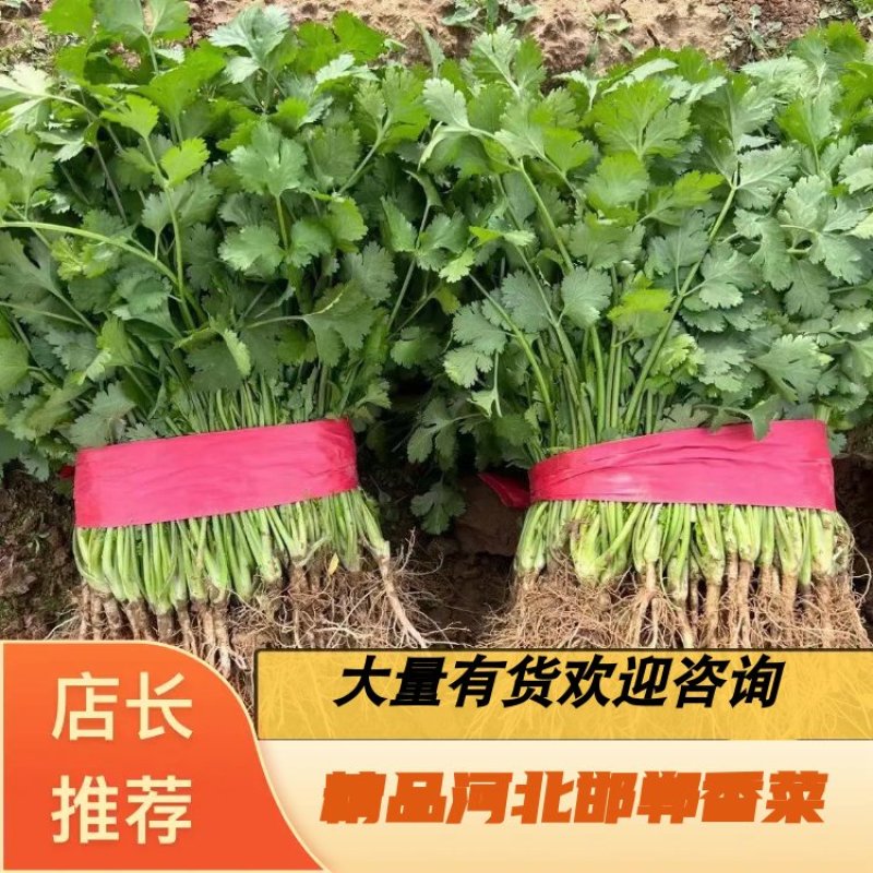 河北邯郸永年香菜大量上市一手货源货源充足质量保证欢迎咨询