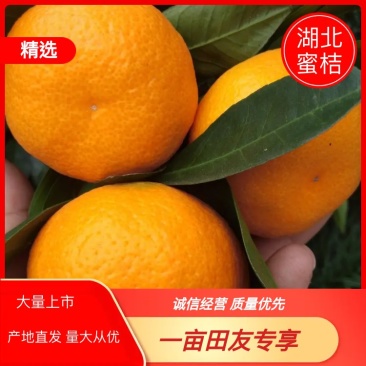 【产地直发】湖北高山蜜橘皮薄肉厚诚信共赢全国发货