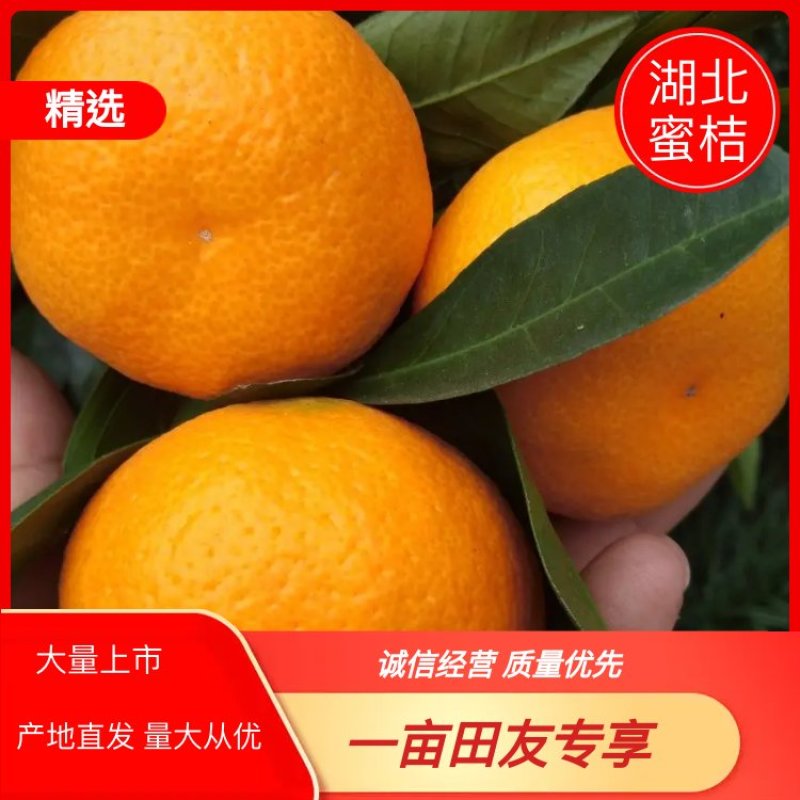 【产地直发】湖北高山蜜橘皮薄肉厚诚信共赢全国发货
