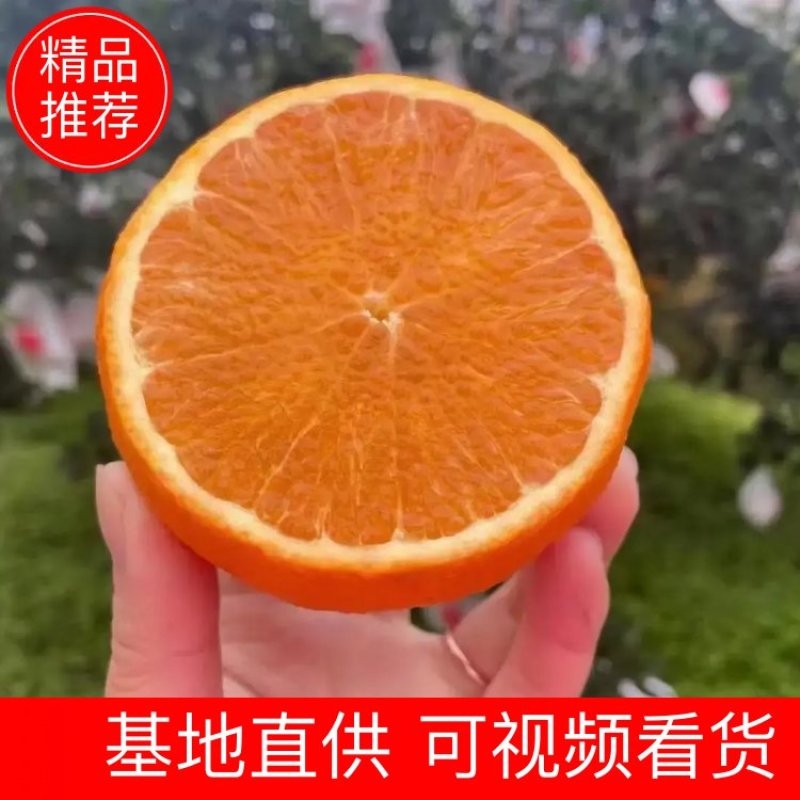 宜昌九月红脐橙产地一手货源现摘现卖，看园定货